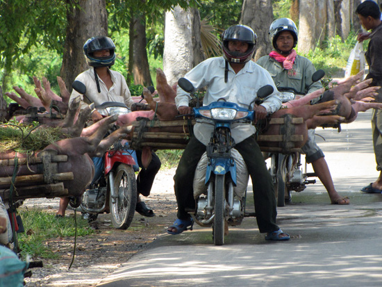 Mopeds mit Schweinen für den Markt