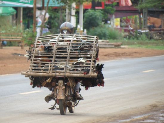 asiatischer Tiertransport