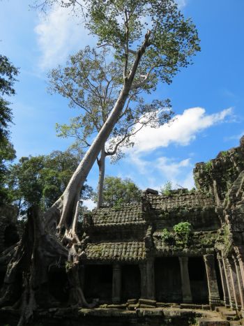 Wrgefeige bei Preah Khan