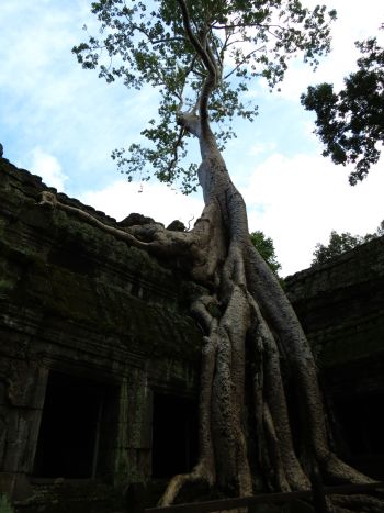 berhmte Wrgefeige in Ta Phrom