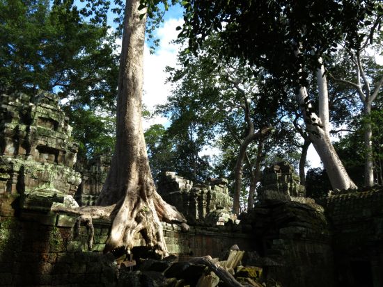 Ta Phrom in voller Pracht