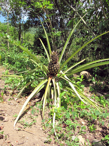 Ananas Pflanze