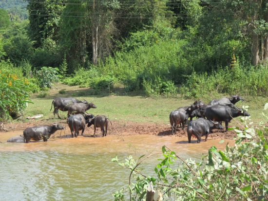 Wasserbffel beim entspannen