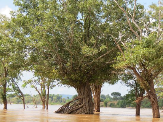 Bume im Mekong