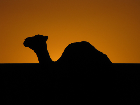 Kamel beim Sonnenuntergang