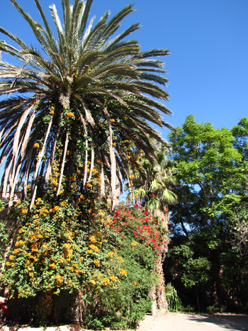 Garten des Palais Bahia