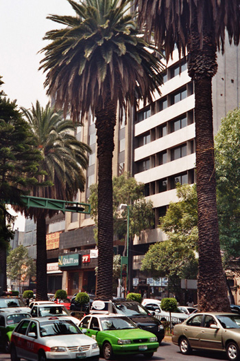 Palme vor Hotel