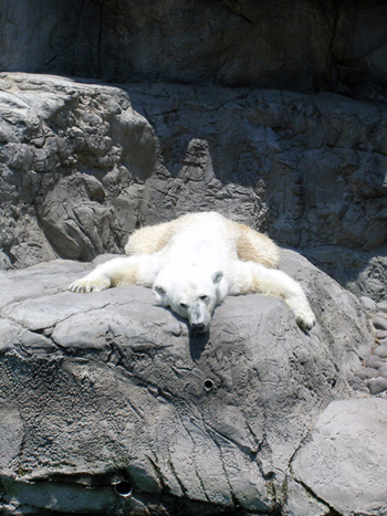 Eisbär bei ber 35 Grad in der Sonne