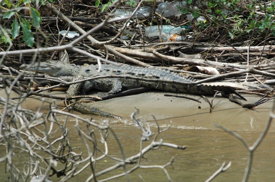Krokodil im Sumidero Canyon