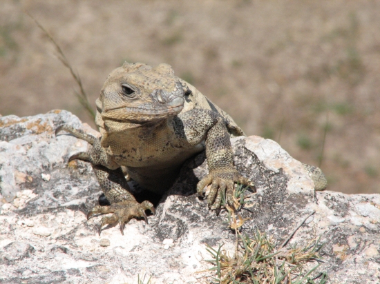 Leguan in Uxmal