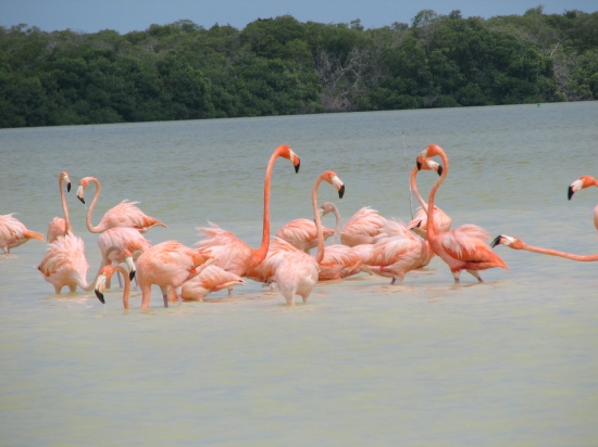 Flamingos in Celestun