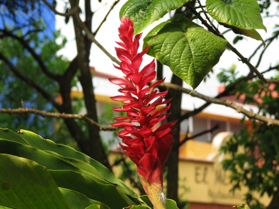 Blume in Valladolid