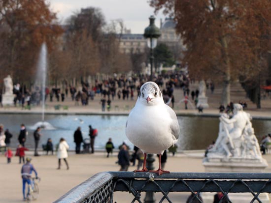 Jardin des Tuileries Paris