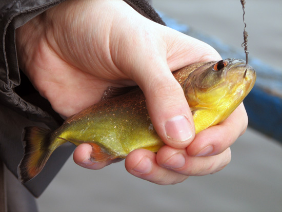 gefangener Piranha beim Angeln