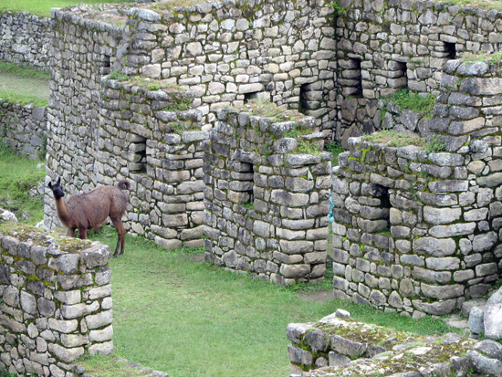Ruine mit Lama