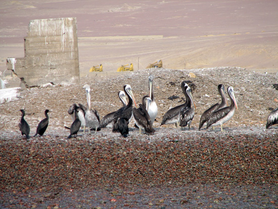 Pelikane am Strand von Ica