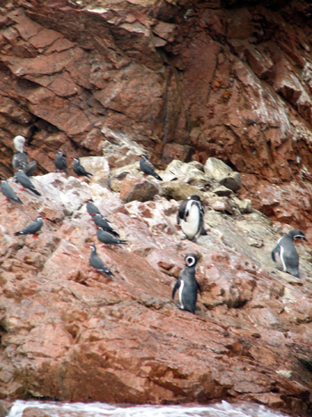 Humboldt Pinguine auf der Insel