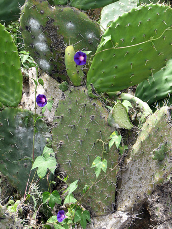 blühender Kaktus mit Kaktusfeige