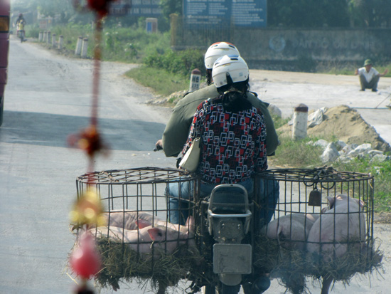 Schweinetransport