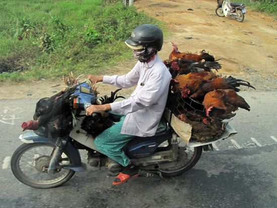 Hühnertransport mal anders