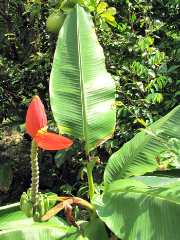 Bananenblüte