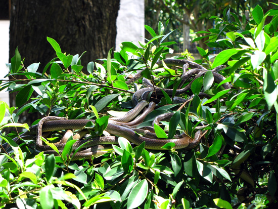 Schlangen in der Schlangenfarm